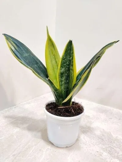 SP02 - Golden Flame M.webp