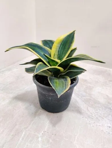 SP11 - Golden Hahnii (Small)