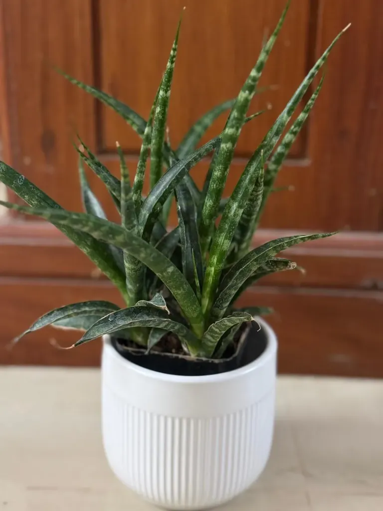 SP12 - Mikado (Small)