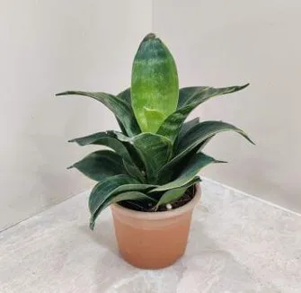 SP19 - Green Variegated (Small)