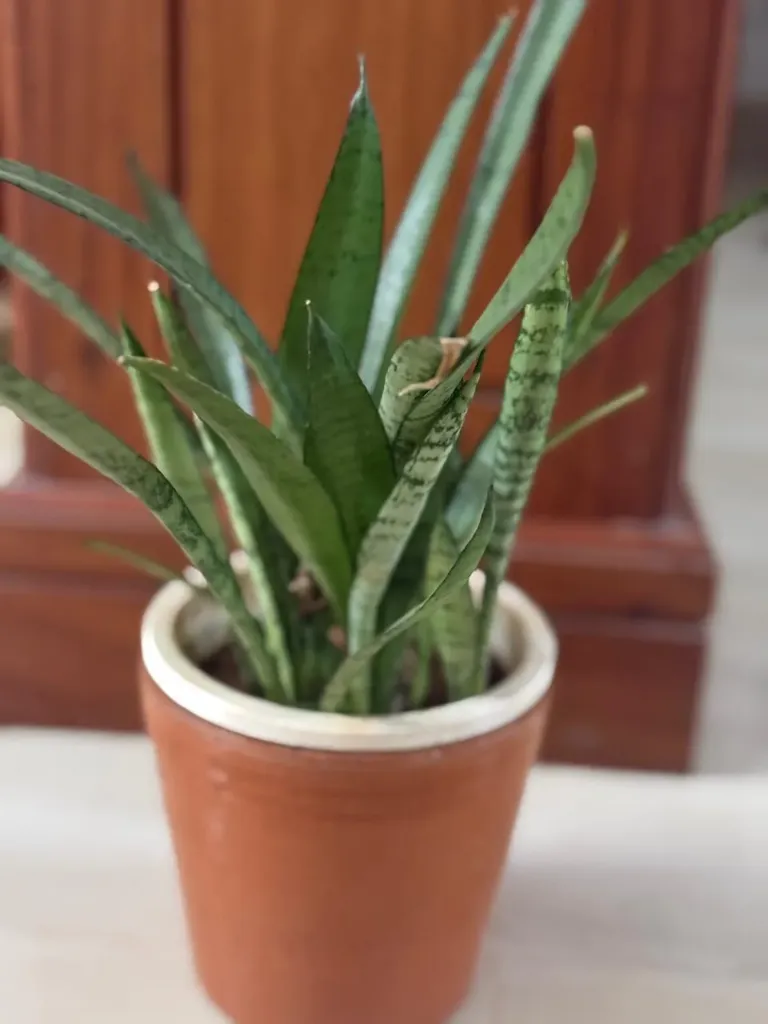 SP23 - Silver Green (Small)